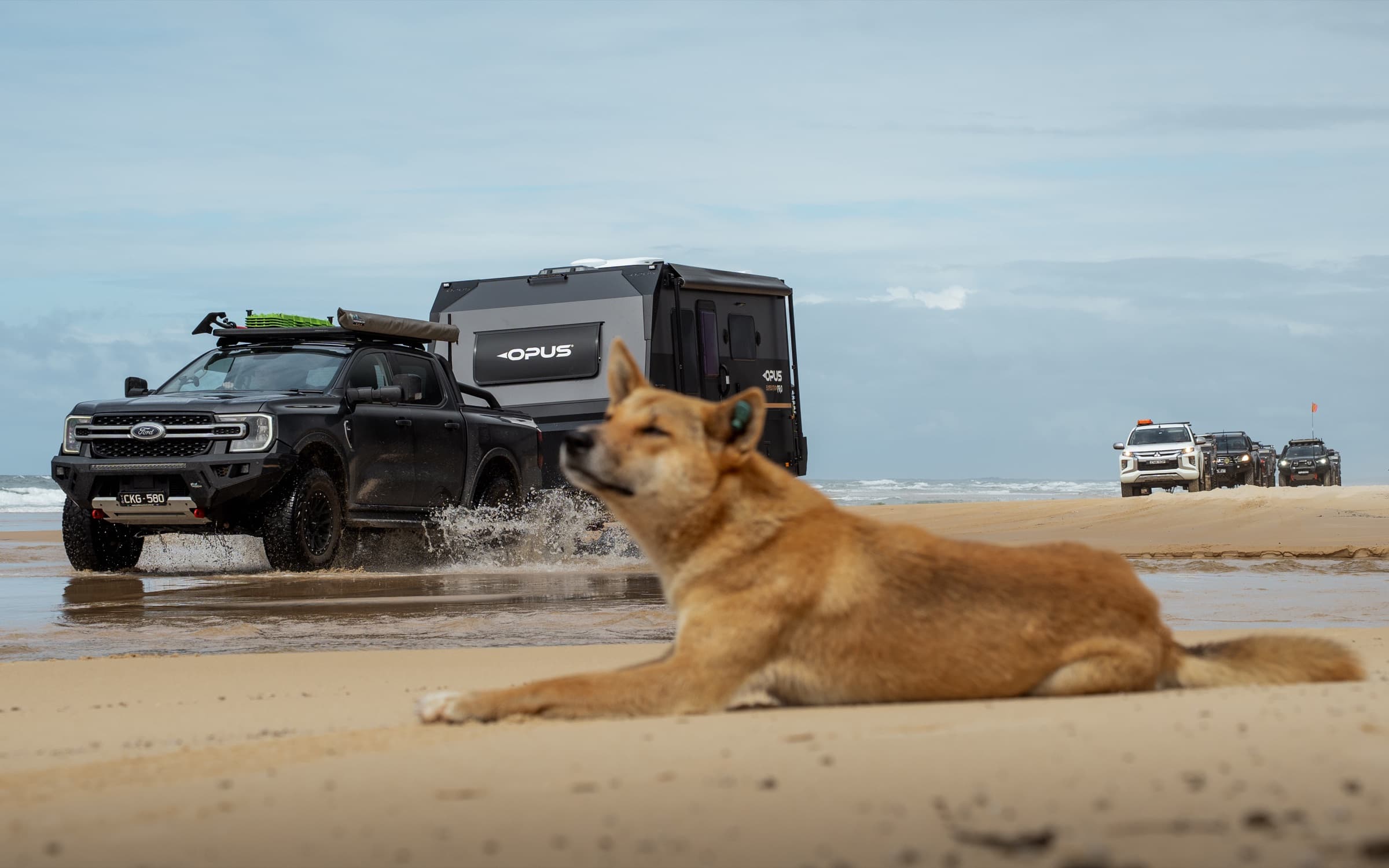 A dingo resting on the beach as an OPUS hybrid drives past on K'Gari